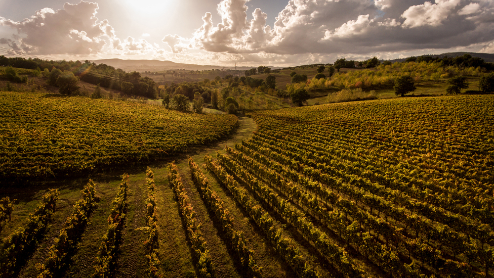 Lo Spoletino: Un Trebbiano non Trebbiano